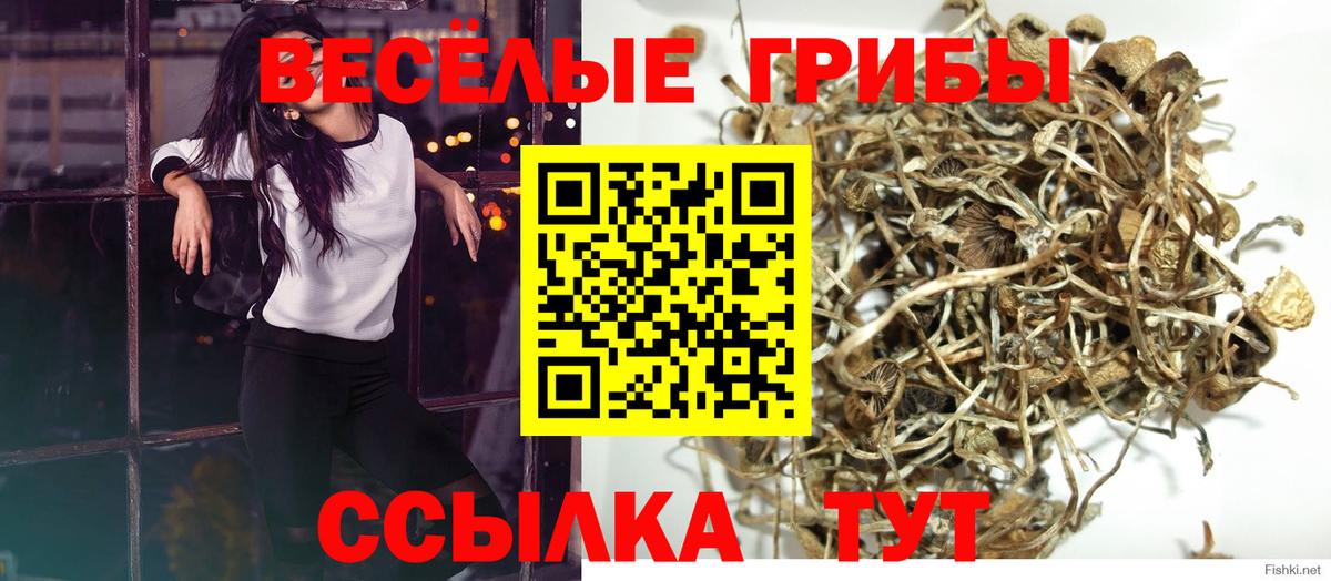 Псилоцибиновые грибы Psilocybine cubensis  Вход с VPN  Усинск 